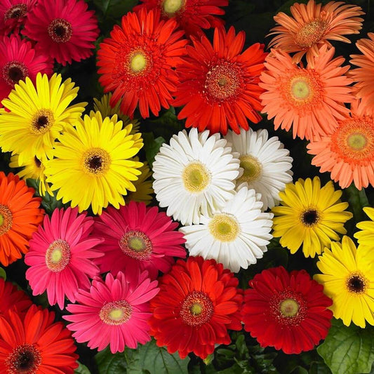 Gerbera Flower Seeds, Imported Seeds 10-20