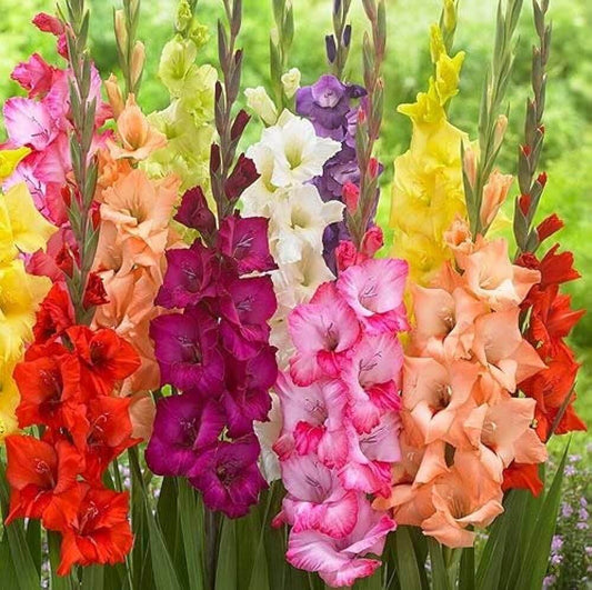 Gladilous mixed Flower Bulbs Pack of 5 Bulbs