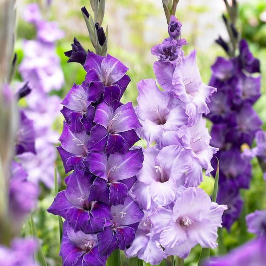 Gladiolus tall, colorful flower spikes blooming gardens in India