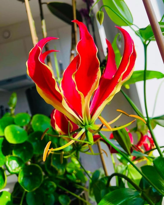 gloriosa flame lily red yellow exotic flowers climbing plant India