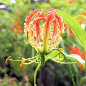 Glorias Orange Flower Bulbs Pack of 5 Bulbs