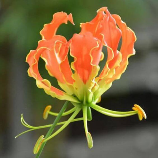 Glorias Orange Flower Bulbs Pack of 5 Bulbs