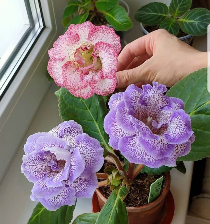 gloxinia double flowers blooming ornamental plant India