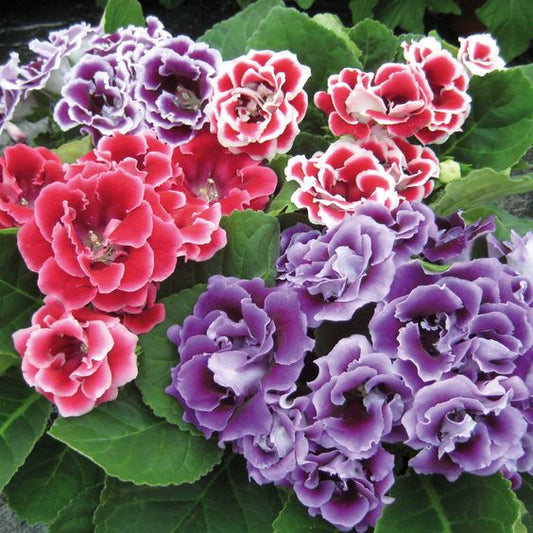 Gloxinia Mixed Color Flower Bulbs Pack of 5 Bulbs