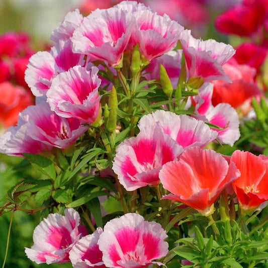 Godetia Flower Seeds, Imported Seeds 50-100