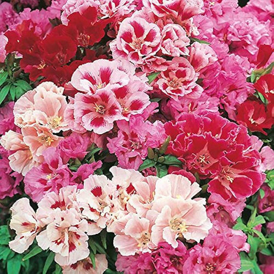 Godetia Flower Seeds, Imported Seeds 50-100