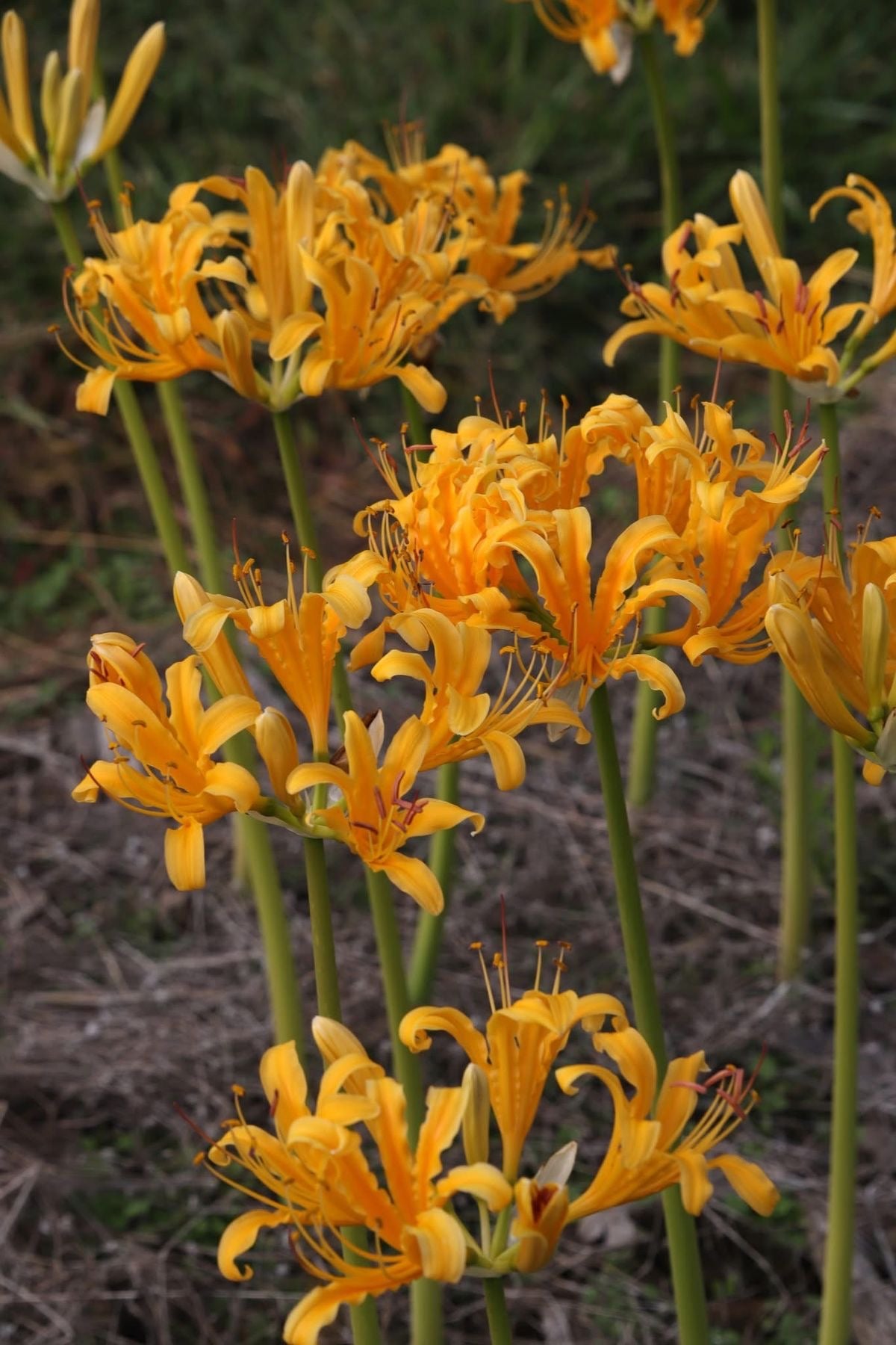 golden-yellow spider-shaped flowers.