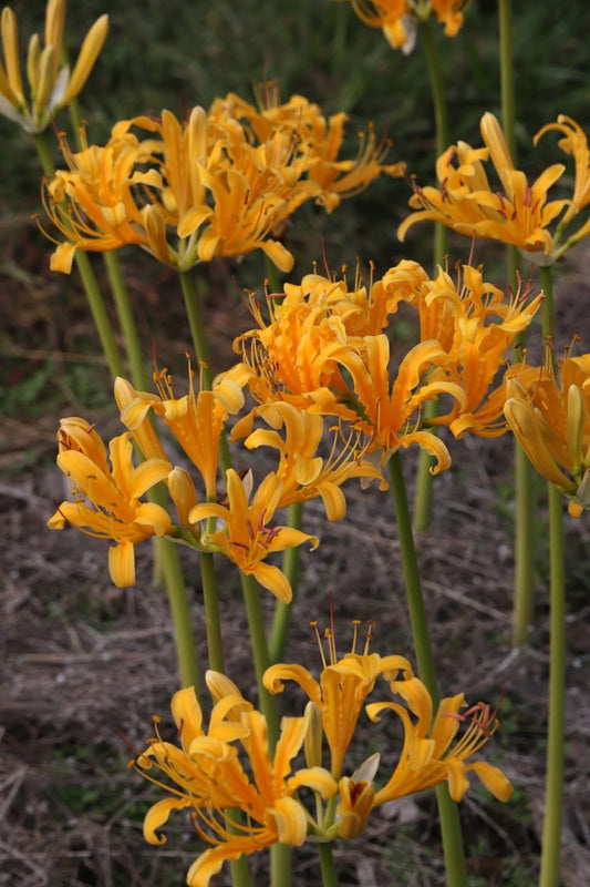 golden-yellow spider-shaped flowers.