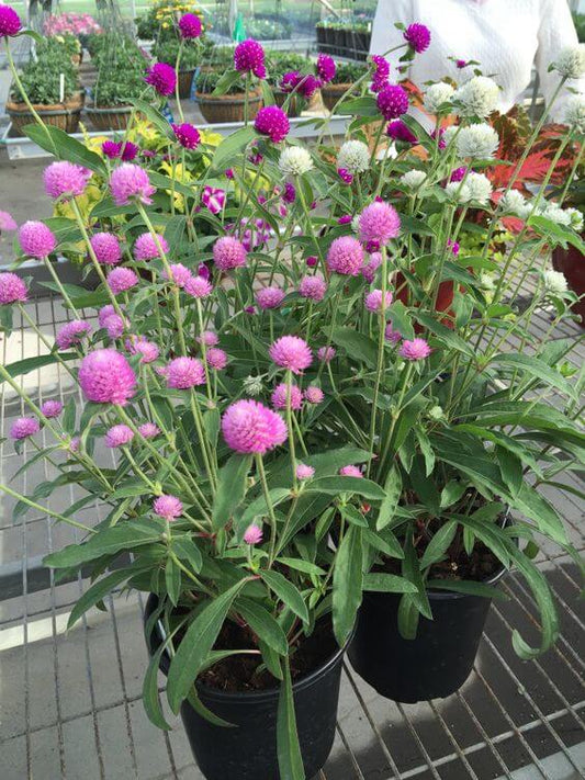 Gomphrena Flower Seeds, Imported Flower Seeds 50-100