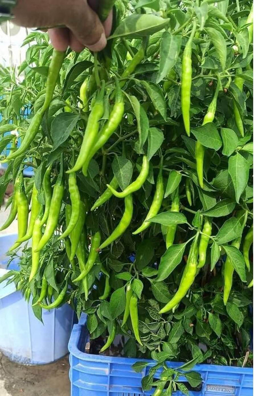 Green Chili Imported seeds 50-100