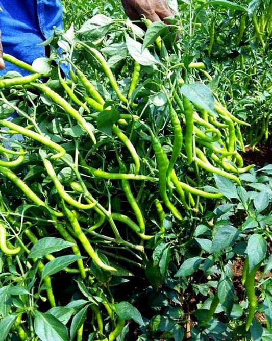 Green Chili Imported seeds 50-100