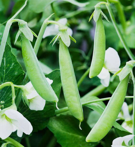 Green Pea Vegetable Imported seeds 20-30