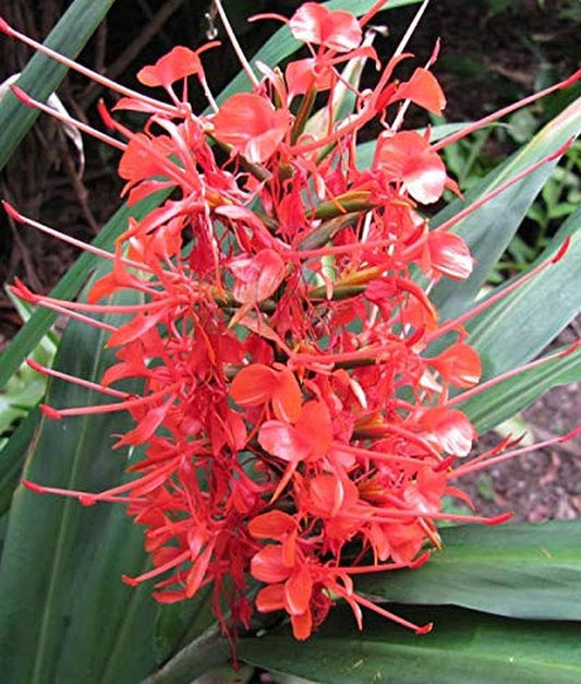 Hedychium/ginger Flower Bulbs Pack Of 2 Bulbs