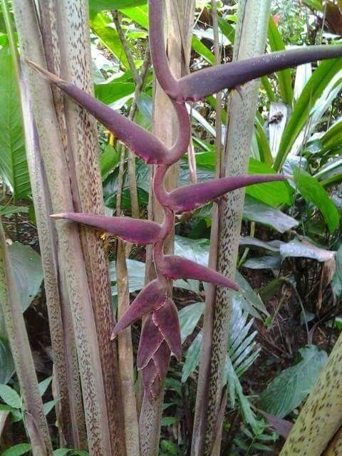 heliconia tropical flower red yellow hanging bloom garden india