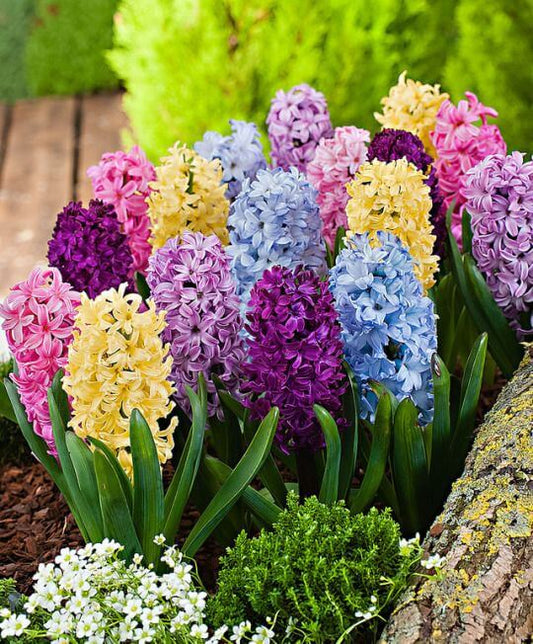 Hyacinth Imported Flower Bulb Multicolor