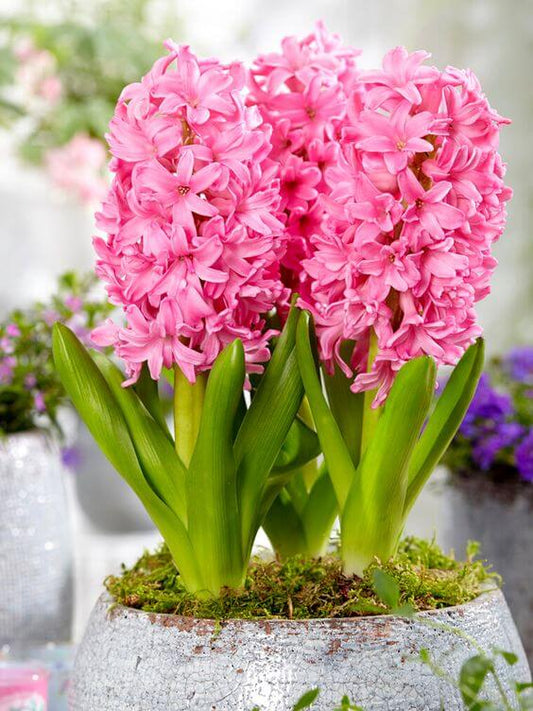 Hyacinth Imported Flower Bulb Pink