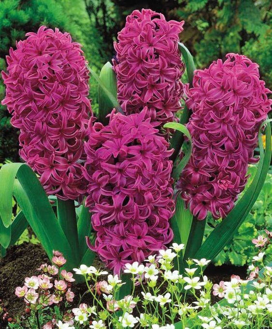 Hyacinth Imported Flower Bulbs Purple