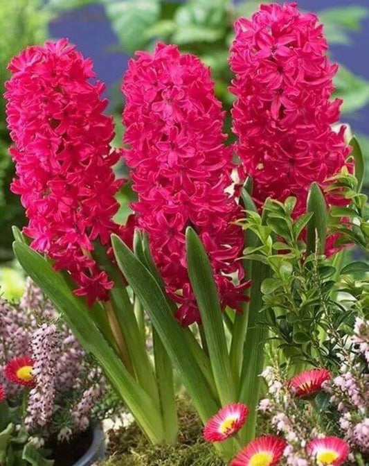 Hyacinth Imported Flower Bulbs Red