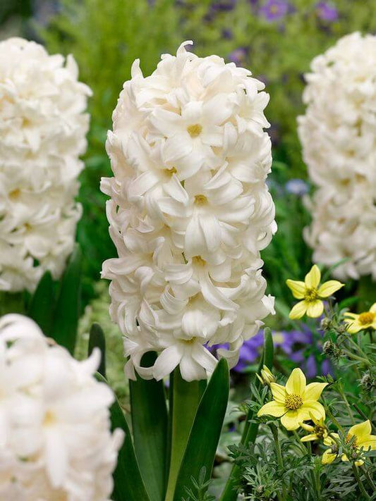 Hyacinth Imported Flower Bulb White