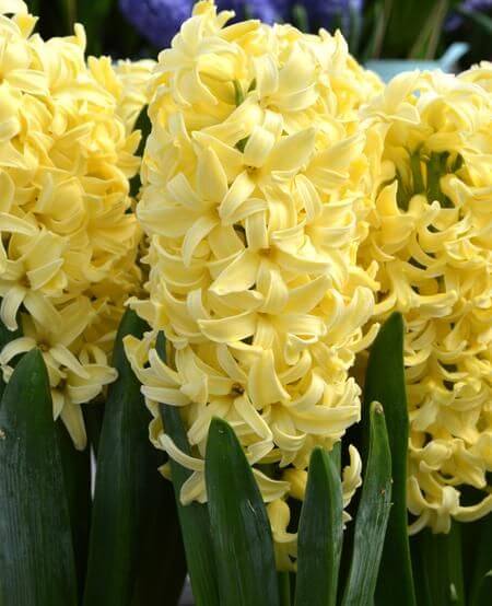 Hyacinth Imported Flower Bulb Yellow