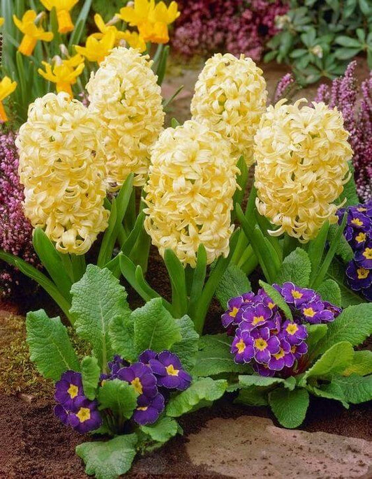 Hyacinth Imported Flower Bulb Yellow