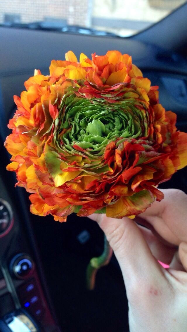 japanese ranunculus flowers blooming ornamental garden India