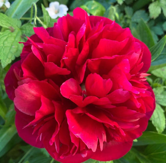 imported peony flowers blooming ornamental garden India