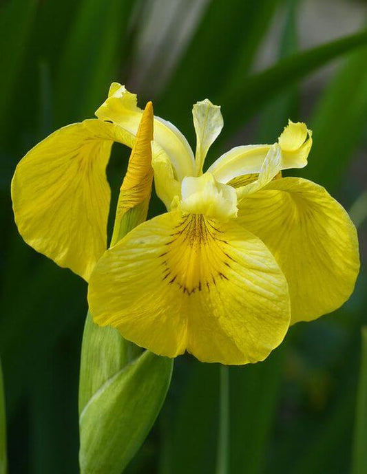 Iris Imported Flower Bulbs Yellow