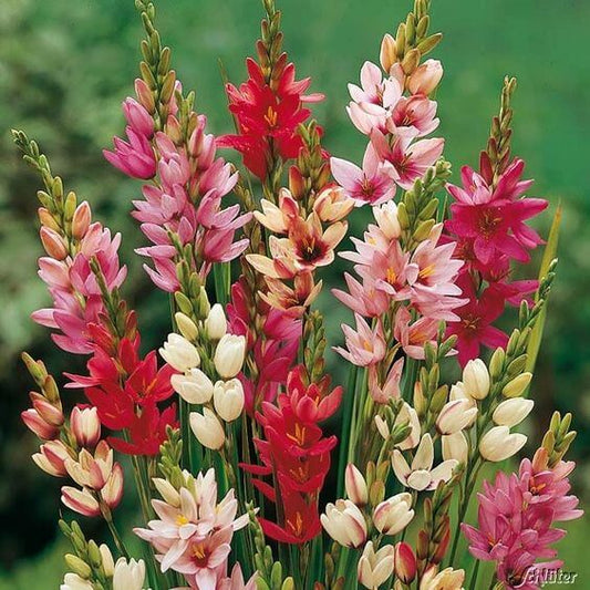 Ixia Mixed Flower Bulbs Pack of 5 Bulbs