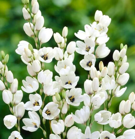 Ixia White Flower Bulbs Pack of 5 Bulbs