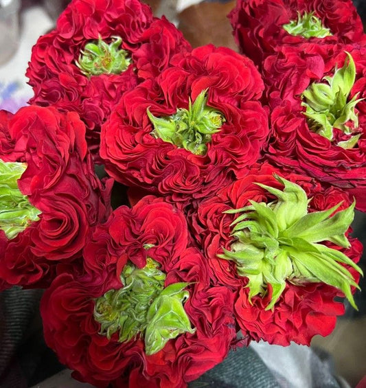 japanese ranunculus mix colour flowers blooming garden India