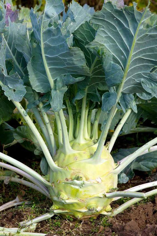 Kohlrabi Vegetables Imported Seeds 50-100