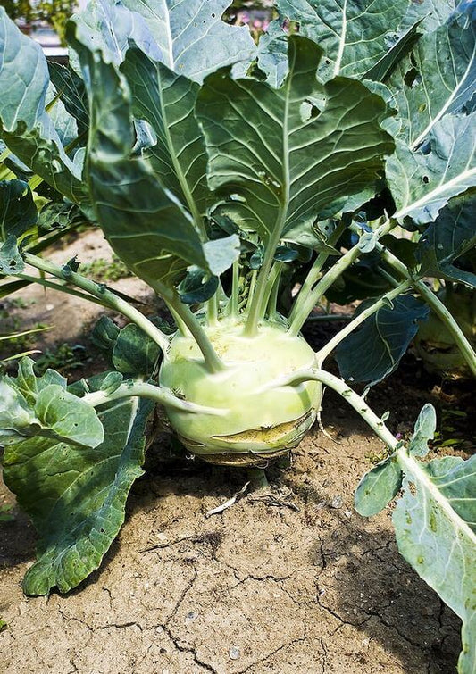 Kohlrabi Vegetables Imported Seeds 50-100