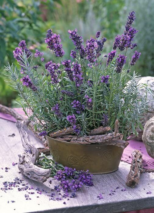 Lavender Herb Seeds, Imported Seeds 40-50