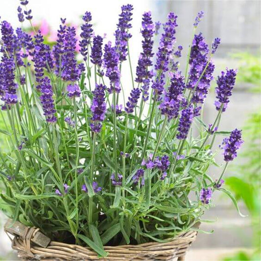 Lavender Herb Seeds, Imported Seeds 40-50