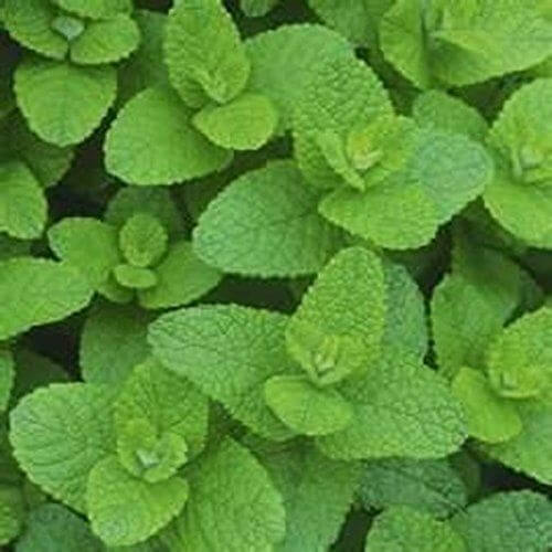 Lemon Balm Herb Seeds, Imported Seeds 40-50