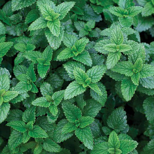 Lemon Balm Herb Seeds, Imported Seeds 40-50