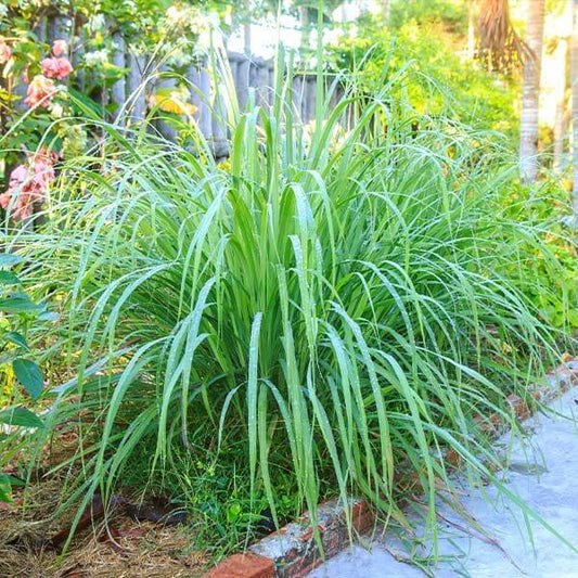 Lemon Grass Herb Seeds, Imported Seeds 40-50