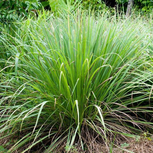 Lemon Grass Herb Seeds, Imported Seeds 40-50