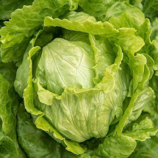 Lettuce Ice brag  Imported Vegetable seeds 40-50