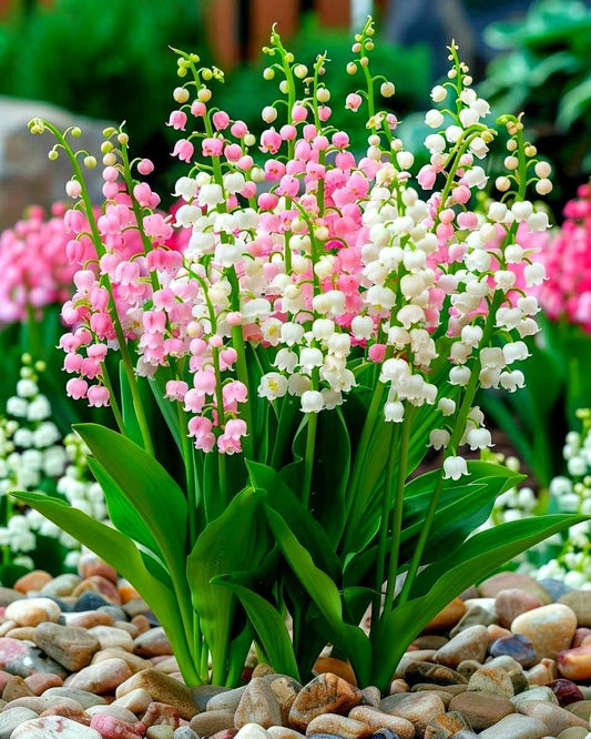lily of the valley white fragrant flowers garden India