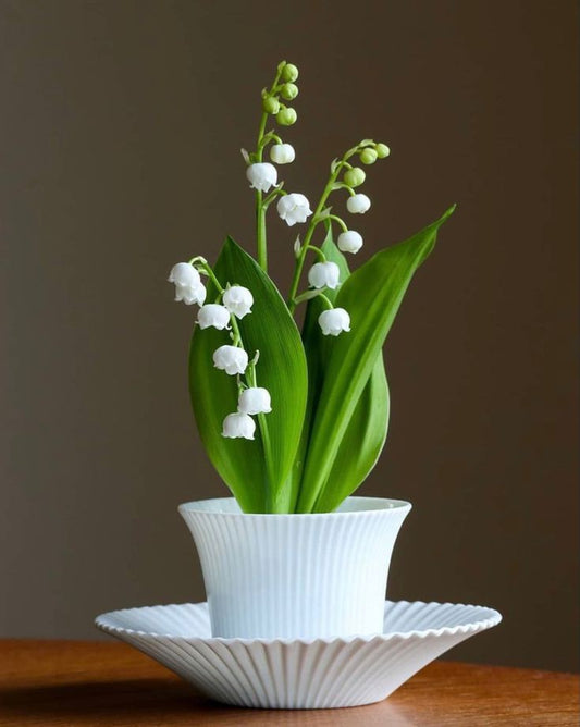 lily of the valley fragrant white flowers garden India