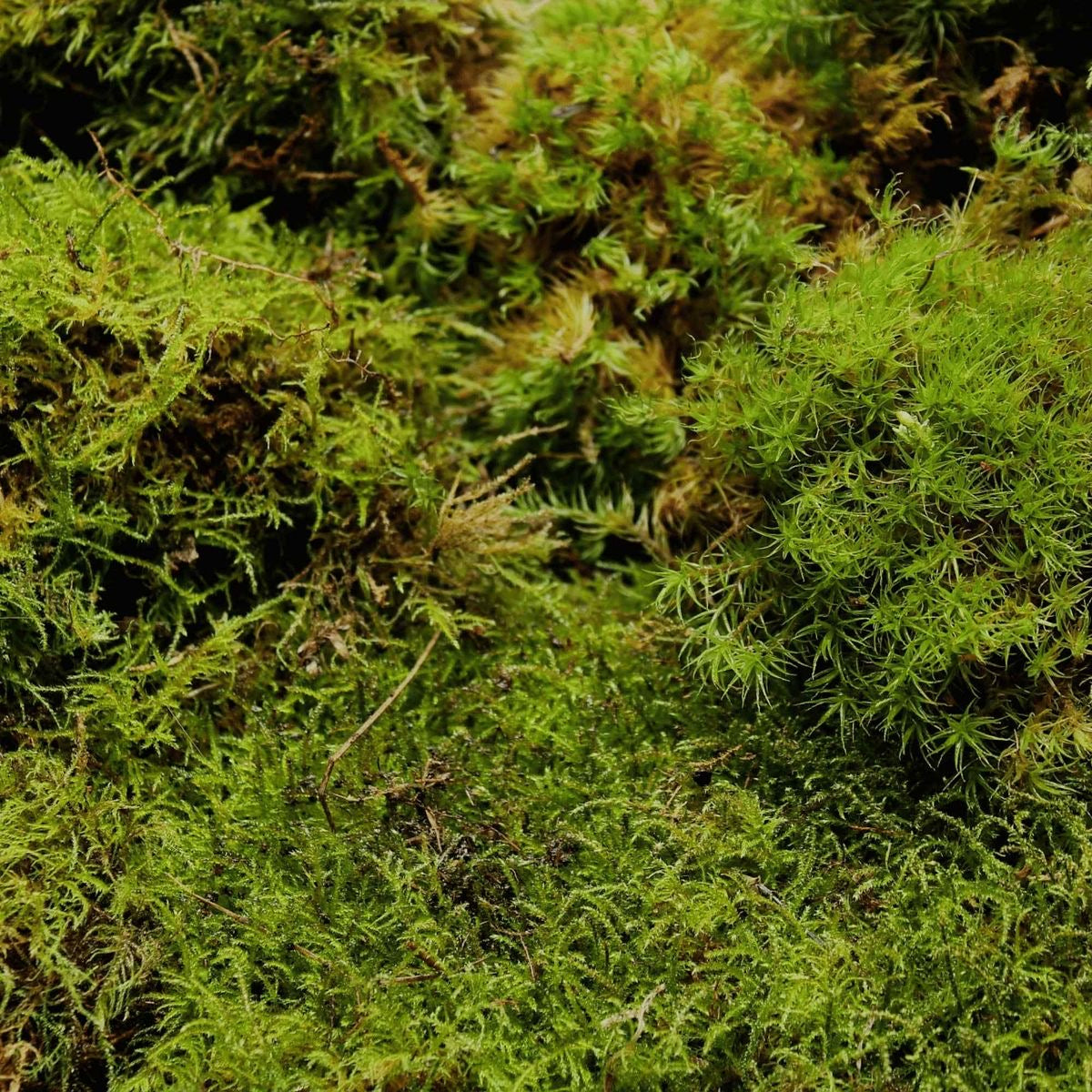 live moss grass, natural green moss for terrarium and gardens