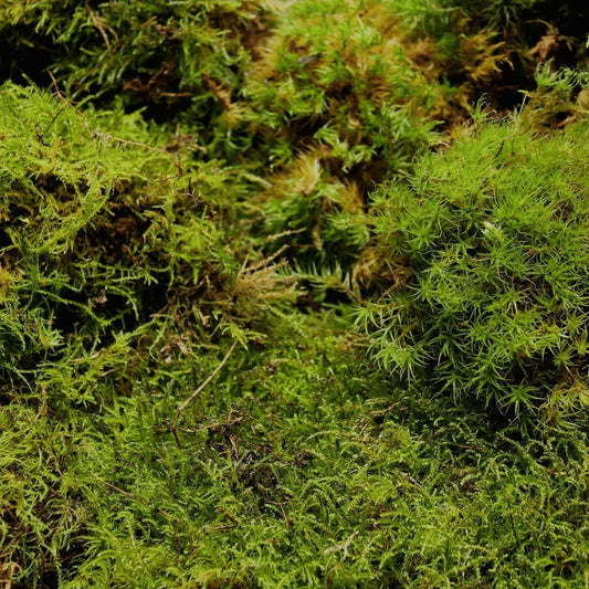 live moss grass, natural green moss for terrarium and gardens