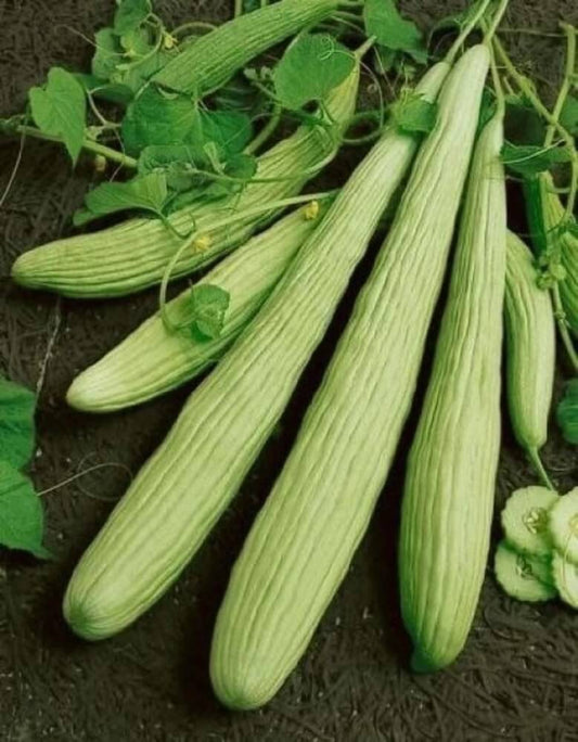 Long Melon Imported Seeds 50-100