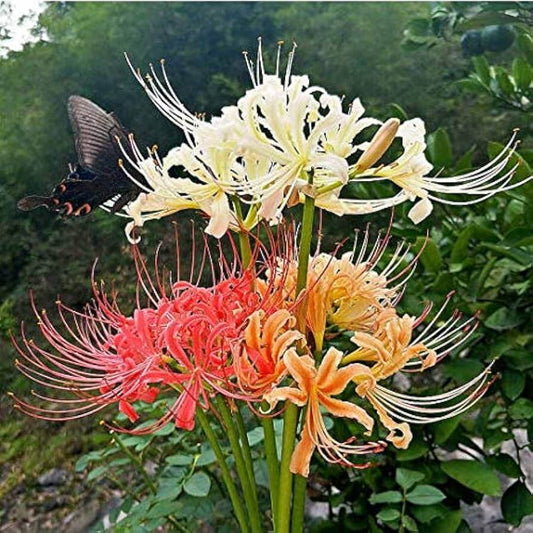 lycoris lily mixed Flower Bulbs Pack of 2 Bulbs