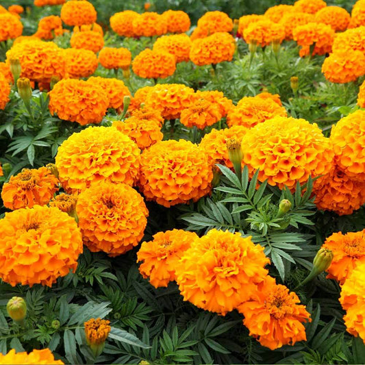 Marigold Hazara Flower Seeds, Imported Flower Seeds 50-100