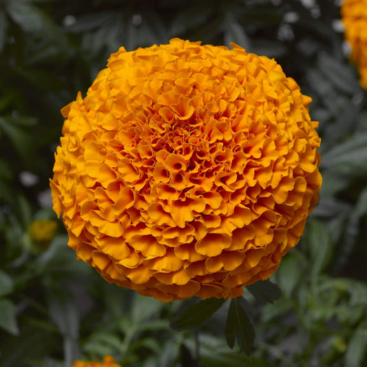 Marigold Inca Orange Flower Seeds, Imported Flower Seeds 40-50