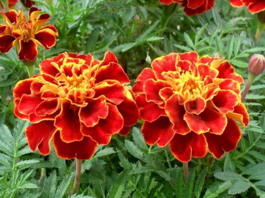 Marigold Jafri Flower Seeds, Imported Flower Seeds 50-100