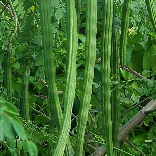 Moringa Drum Stick Herb Seeds, Imported Seeds 10-20